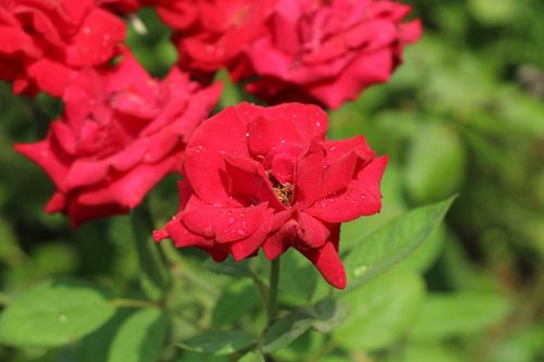 Free A vibrant close-up of fresh red roses with dew drops, captured in natural sunlight. Stock Photo