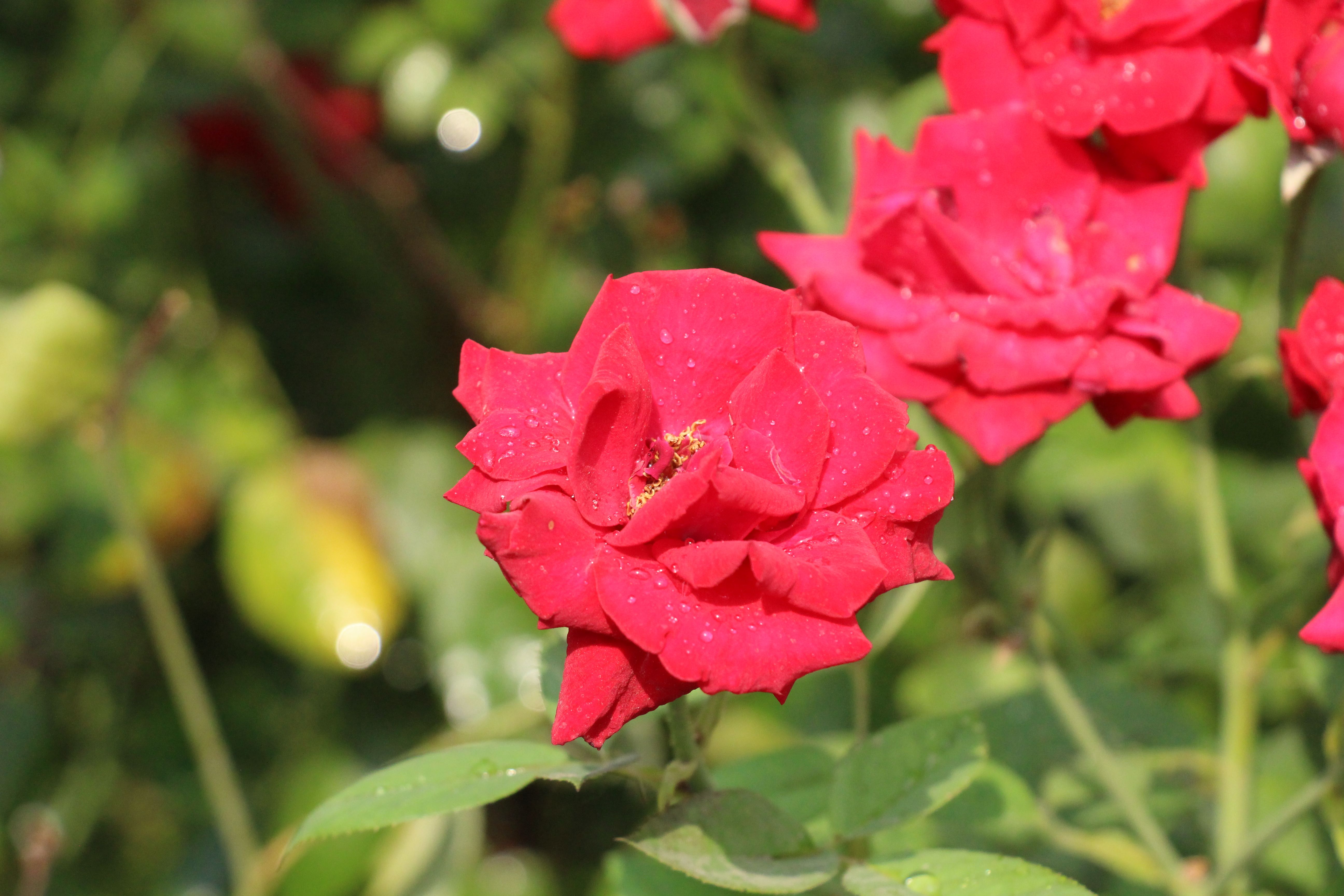 Vibrant Red Roses in Bloom with Dew Drops · Free Stock Photo
