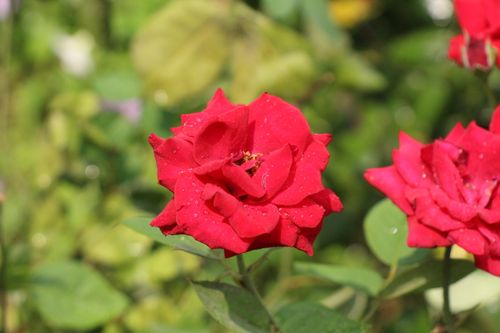 Free Bright red roses with dew in a lush garden setting, capturing the essence of nature's beauty. Stock Photo