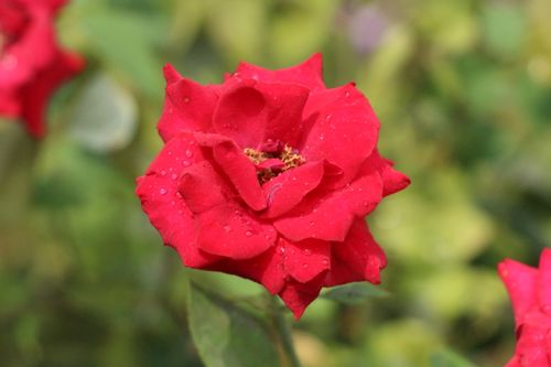 Free Close-up of a vibrant red rose with dew drops against a lush green background. Perfect for nature themes. Stock Photo