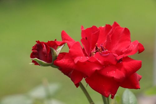 Free A beautiful close-up shot of vibrant red roses with dewdrops in a garden setting. Stock Photo