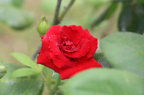 Free Vibrant red rose with dewdrops, captured in natural light. Stock Photo