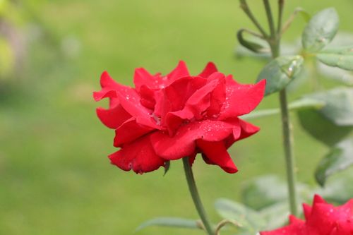 Free Beautiful close-up of a vibrant red rose with dewdrops, set against a natural green background. Stock Photo