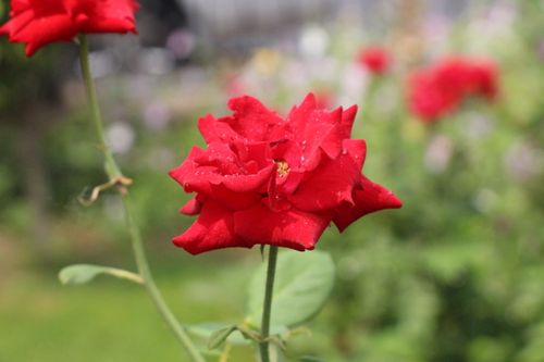 Free Close-up of a vibrant red rose with dew drops on a sunny day in a lush garden. Stock Photo