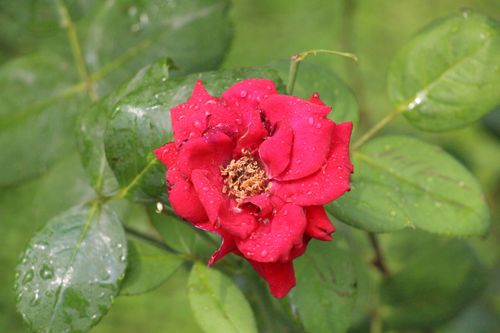 Free Close-up of a vibrant red rose with dewdrops on its petals, captured outdoors. Stock Photo