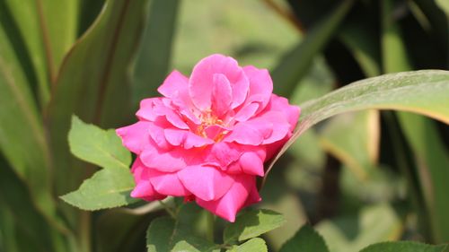 Free Close-up of a vibrant pink rose in full bloom with green leaves in a sunlit garden. Stock Photo