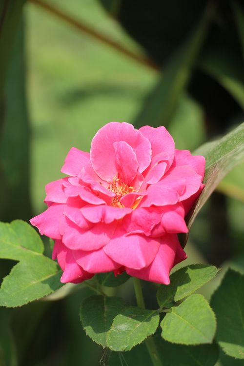 Free Close-up of a vibrant pink rose in full bloom against green leaves in sunlight. Stock Photo