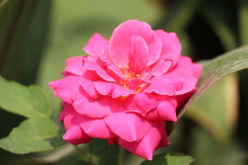 Free Close-up of a vibrant pink rose in a sunlit garden, showcasing its delicate petals and fresh greenery. Stock Photo
