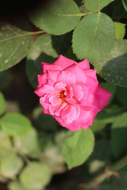 Free Close-up of a vibrant pink rose in full bloom surrounded by lush green leaves. Stock Photo