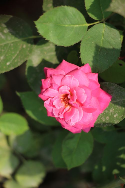 Free A bright pink rose in full bloom with lush green leaves, captured in daylight. Stock Photo