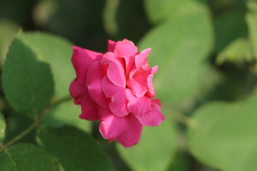 Free Close-up of a vibrant pink rose bloom surrounded by lush green leaves in a garden setting in Pakistan. Stock Photo