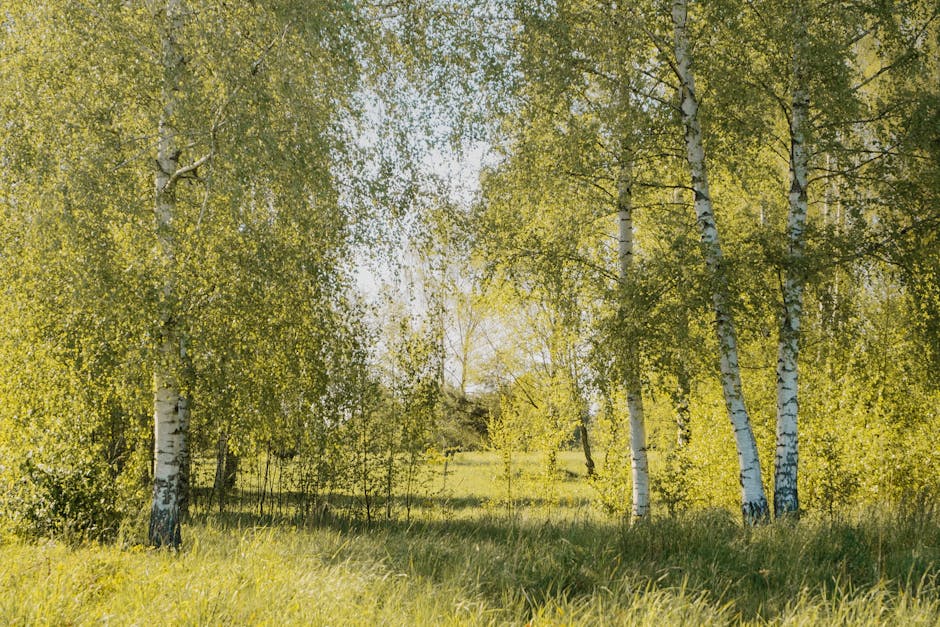 Scientific Benefits of Forest Bathing: Discover the Healing Effects of Immersing Yourself in Nature