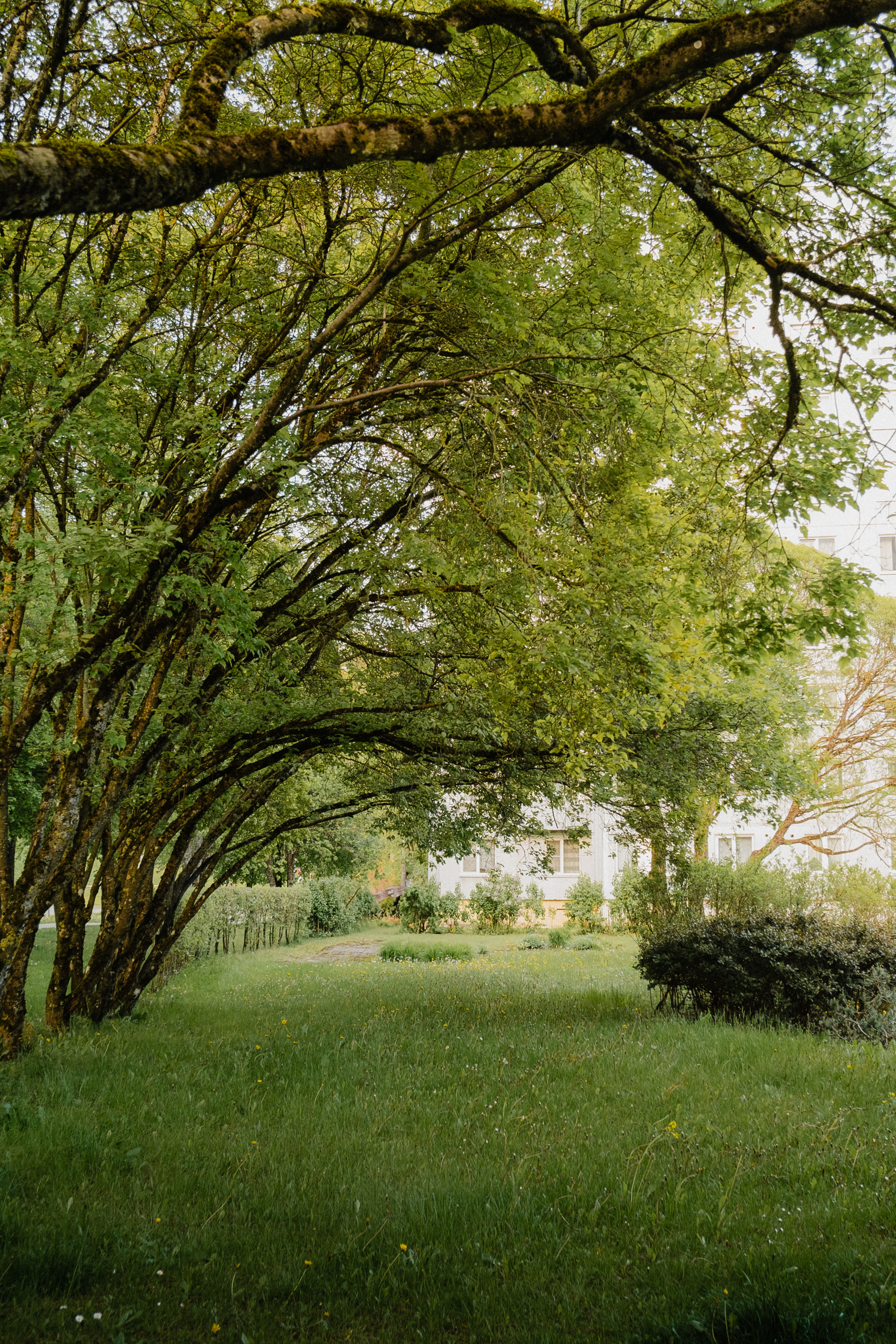 Serene Green Park with Lush Trees and Pathway · Free Stock Photo