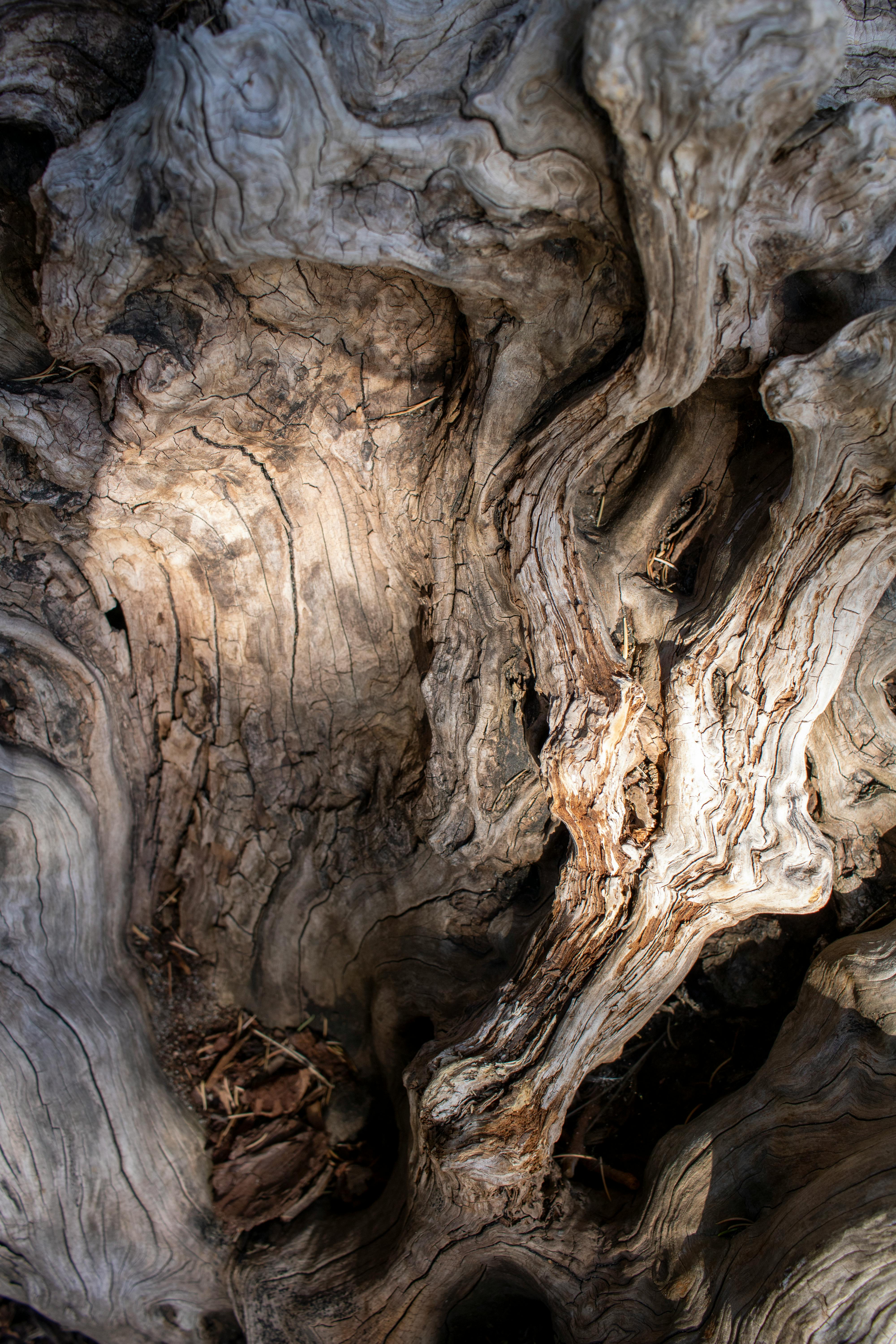 Detailed close-up of textured wood grain patterns with intricate lichtspiel effect.