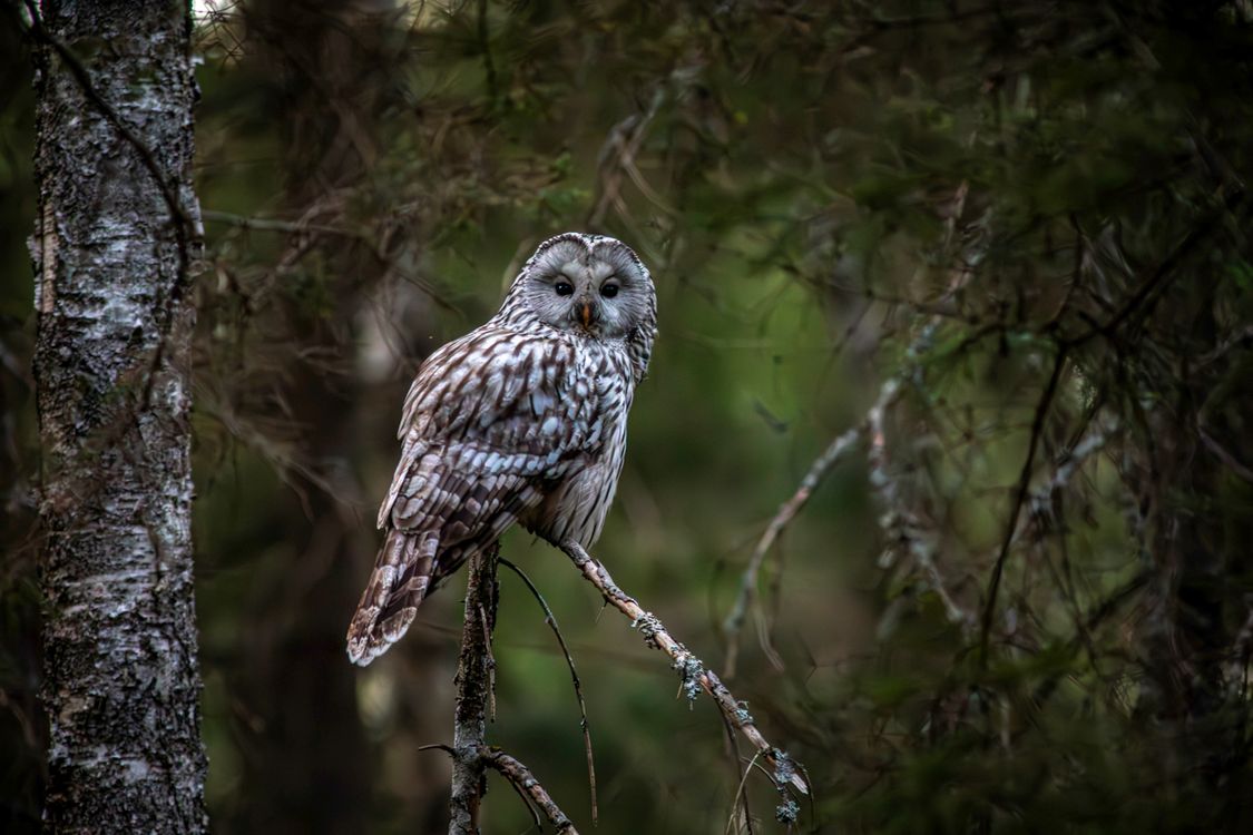 Rustic Owl Majestic Ural Owl in Rustic Woodland Setting · Free Stock Photo