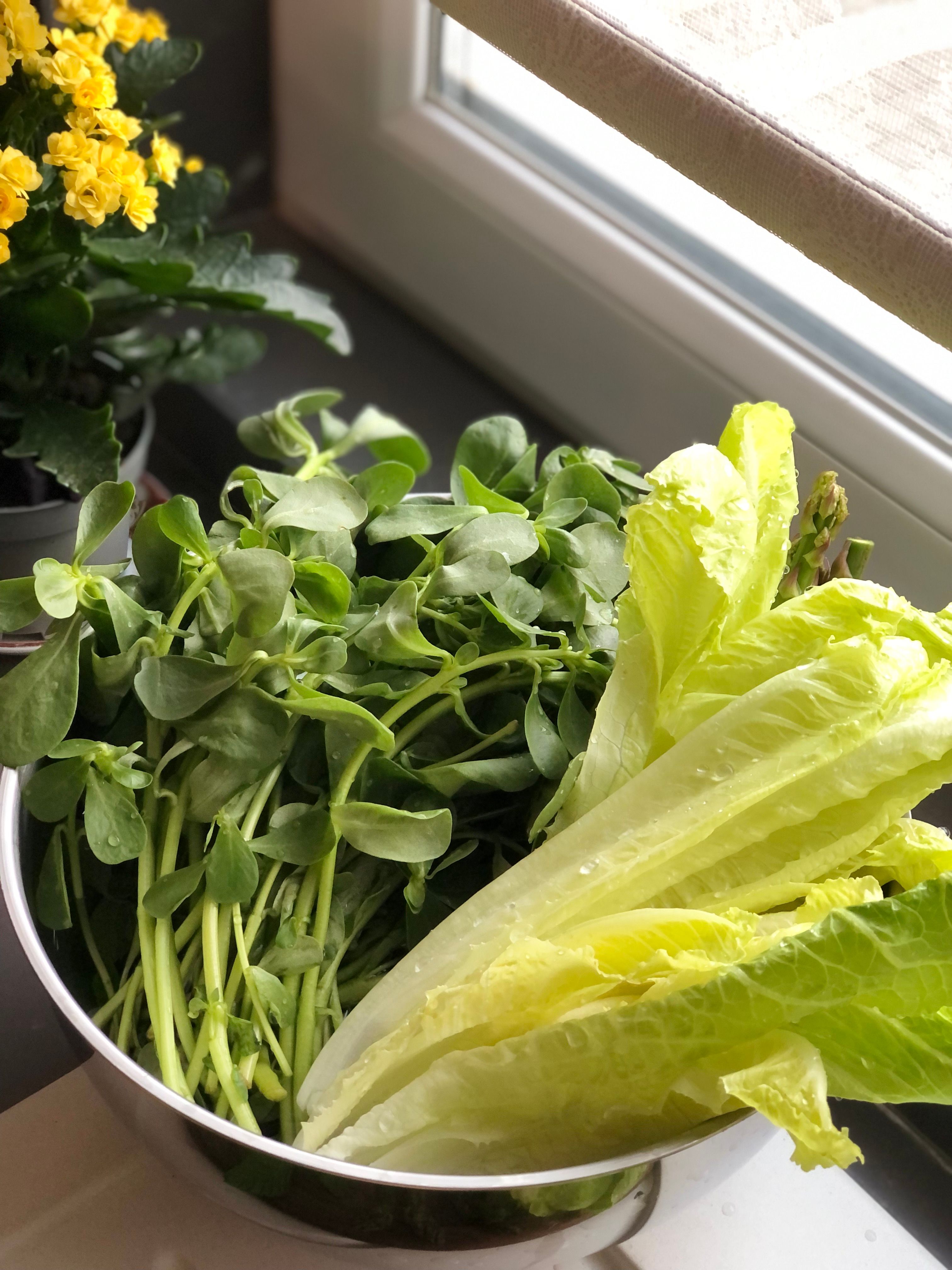A bowl of fresh greens, including lettuce and sunflower sprouts, on a kitchen counter.