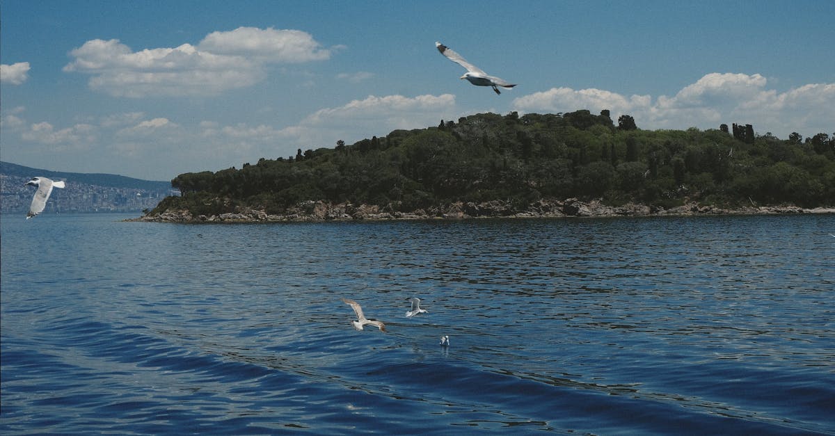 5 22國際生物多樣性日 台東富山保育區放流抱卵龍蝦守護海洋生態