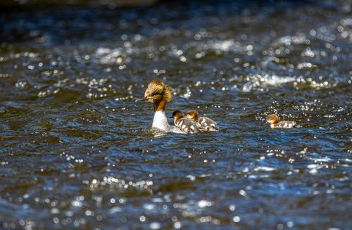Free Female common merganser with ducklings swimming in a river, showcasing nature's beauty and family bonds. Stock Photo