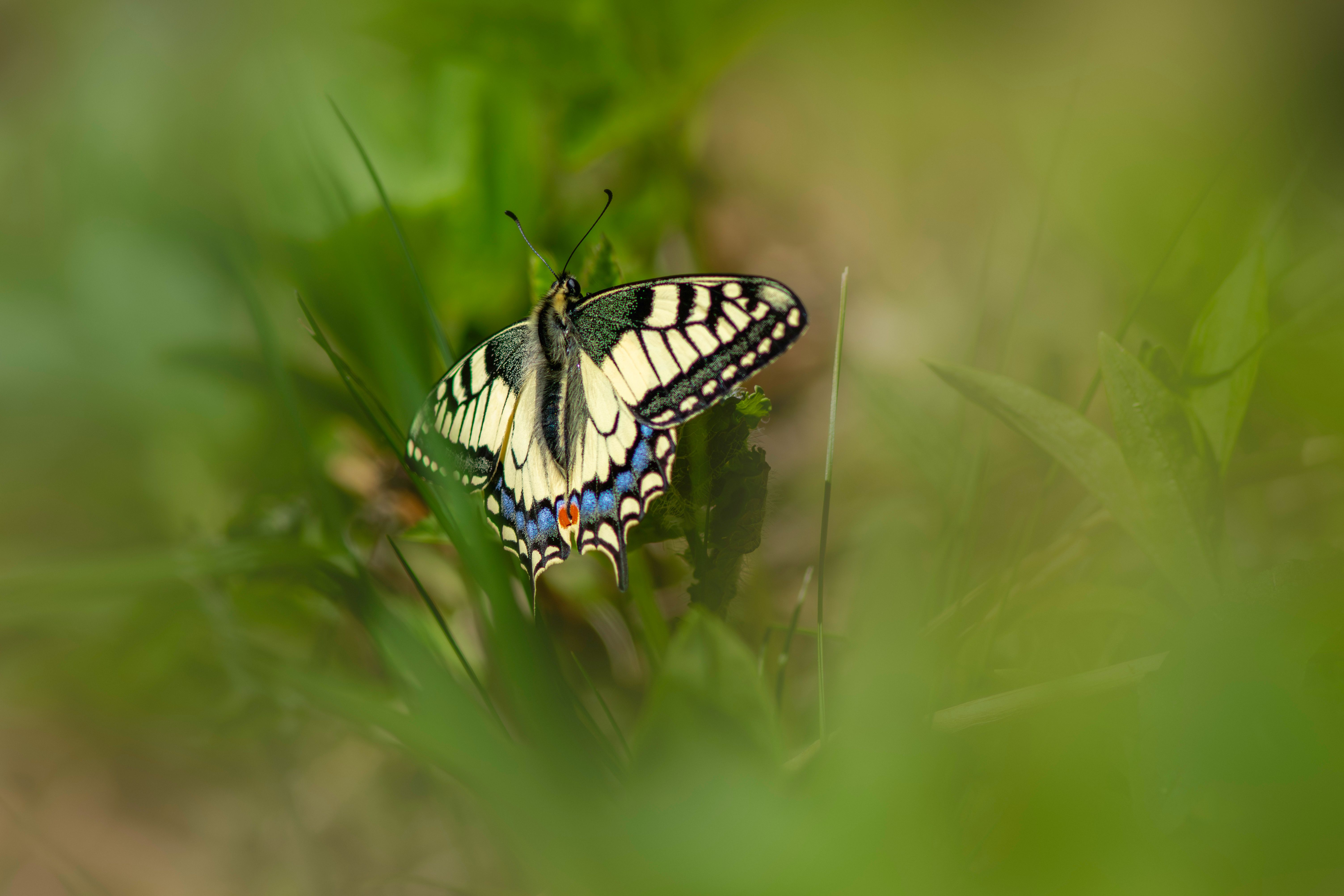 A beautiful Old World Swallowtail butterfly resting on lush green vegetation in a meadow.
