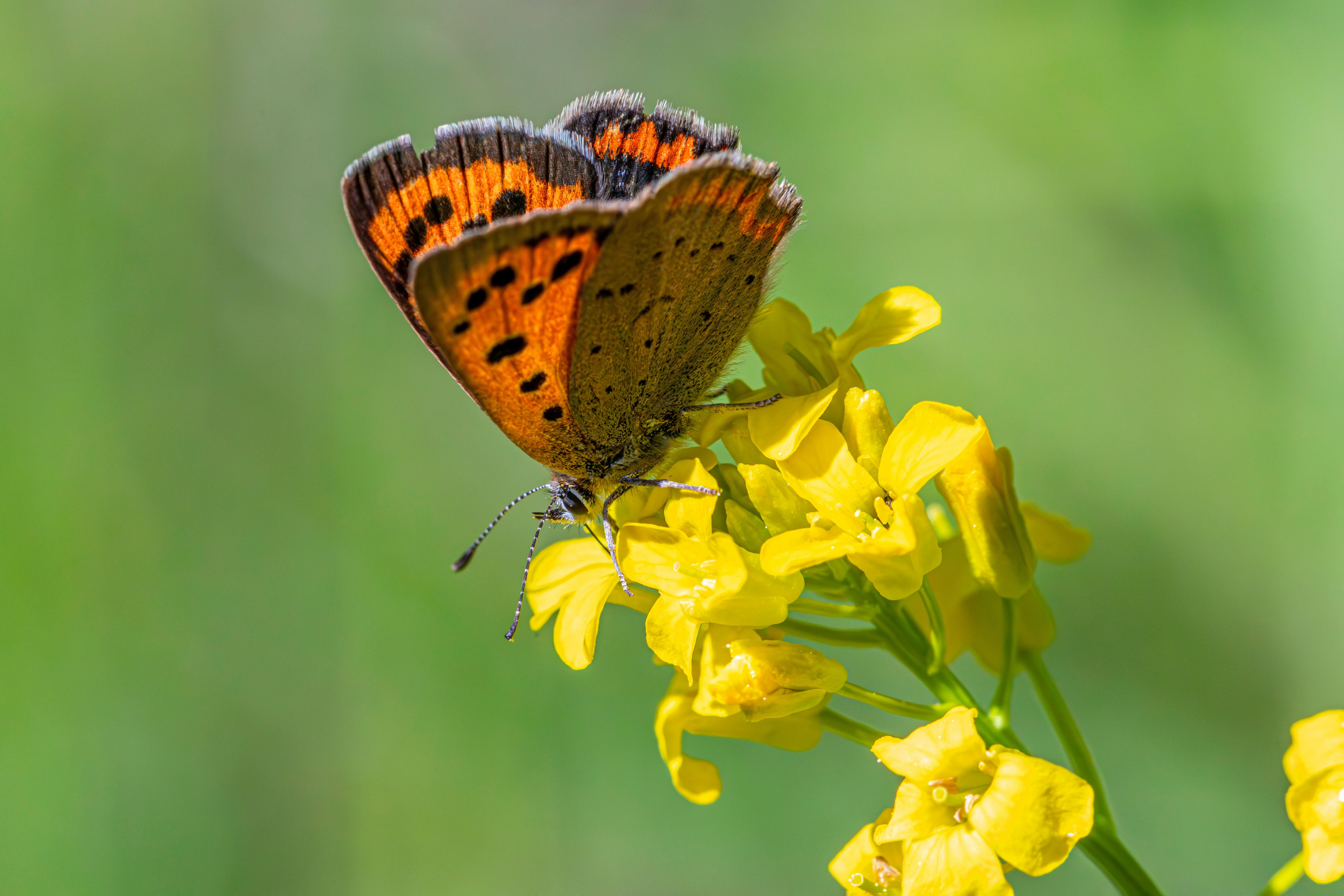Termes et conditions générales – Esprit Séduction