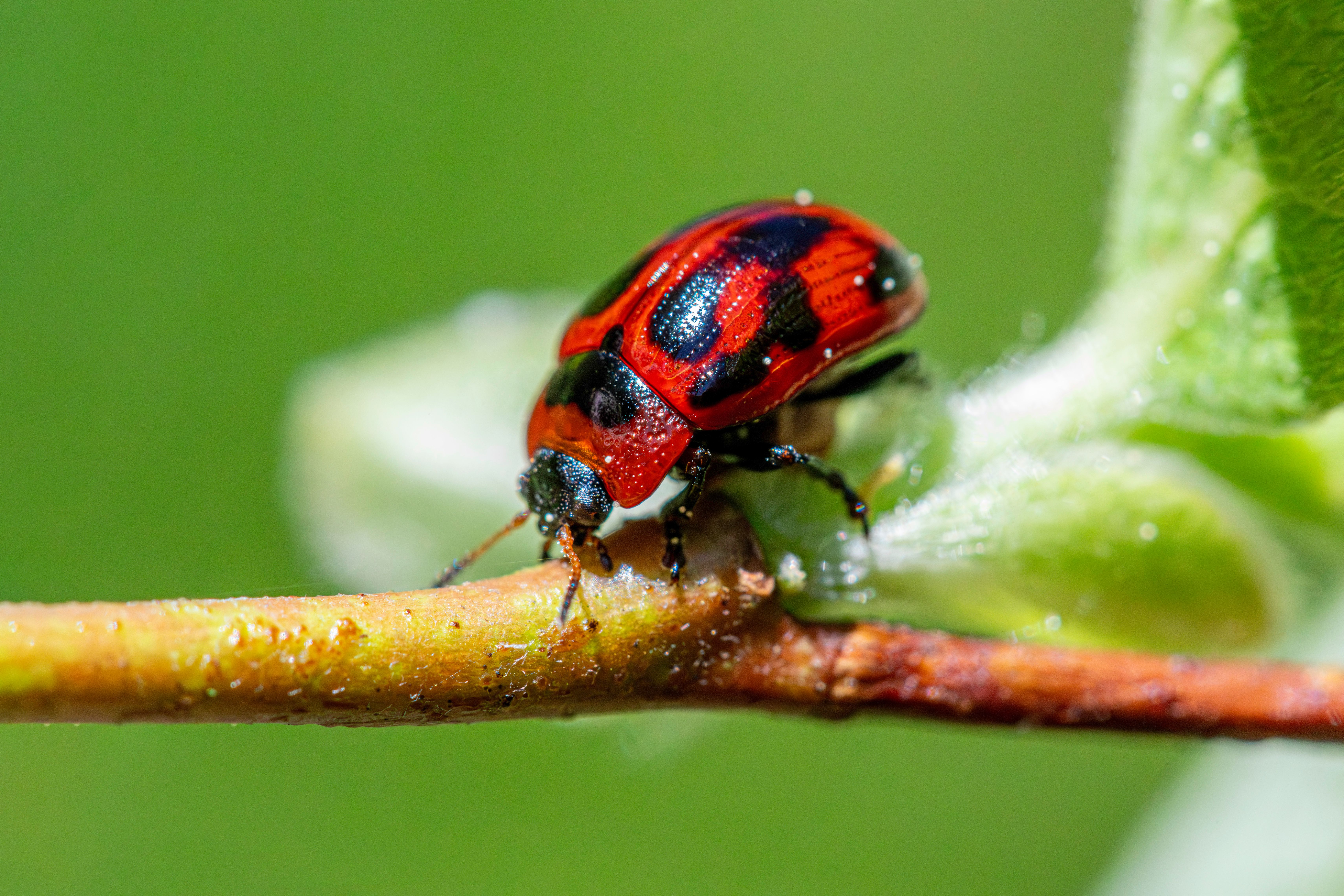 Vibrant red leaf beetle on branch, showcasing nature's intricate beauty.