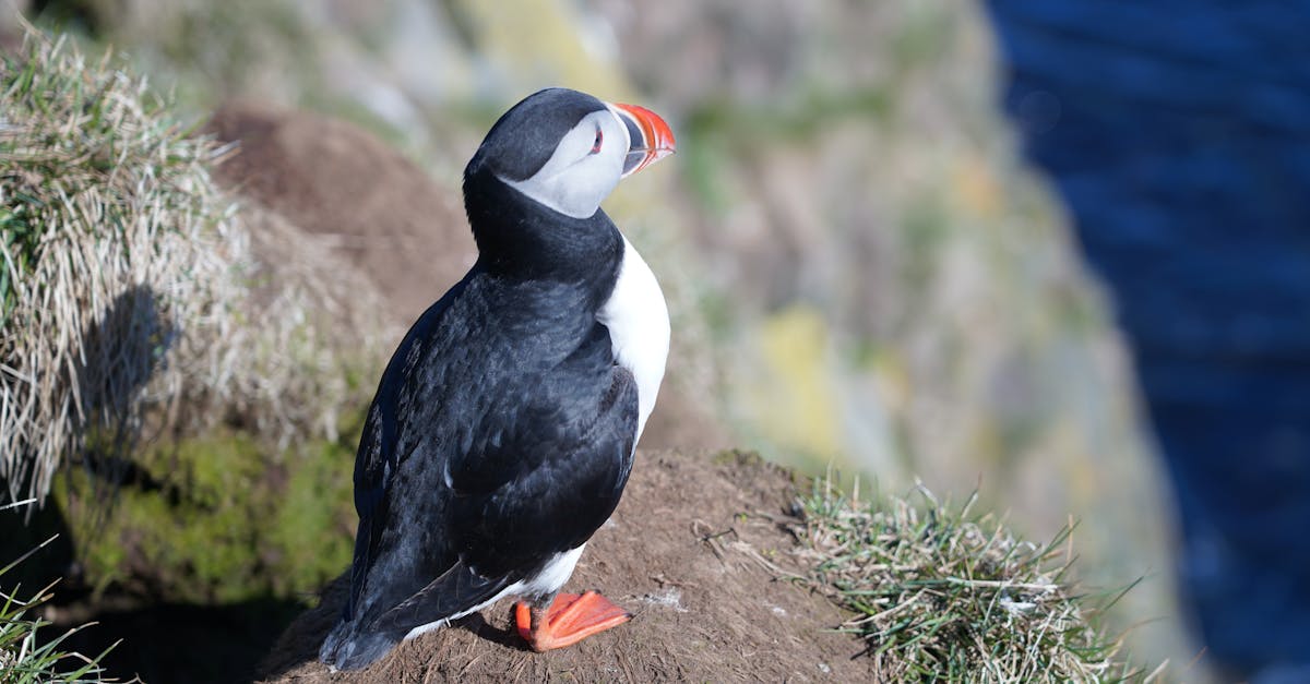 5 22國際生物多樣性日 台東富山保育區放流抱卵龍蝦守護海洋生態