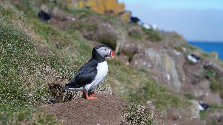 Fotomural Frailecillo atlántico posado en un acantilado en Islandia con el océano y el cielo de fondo.
