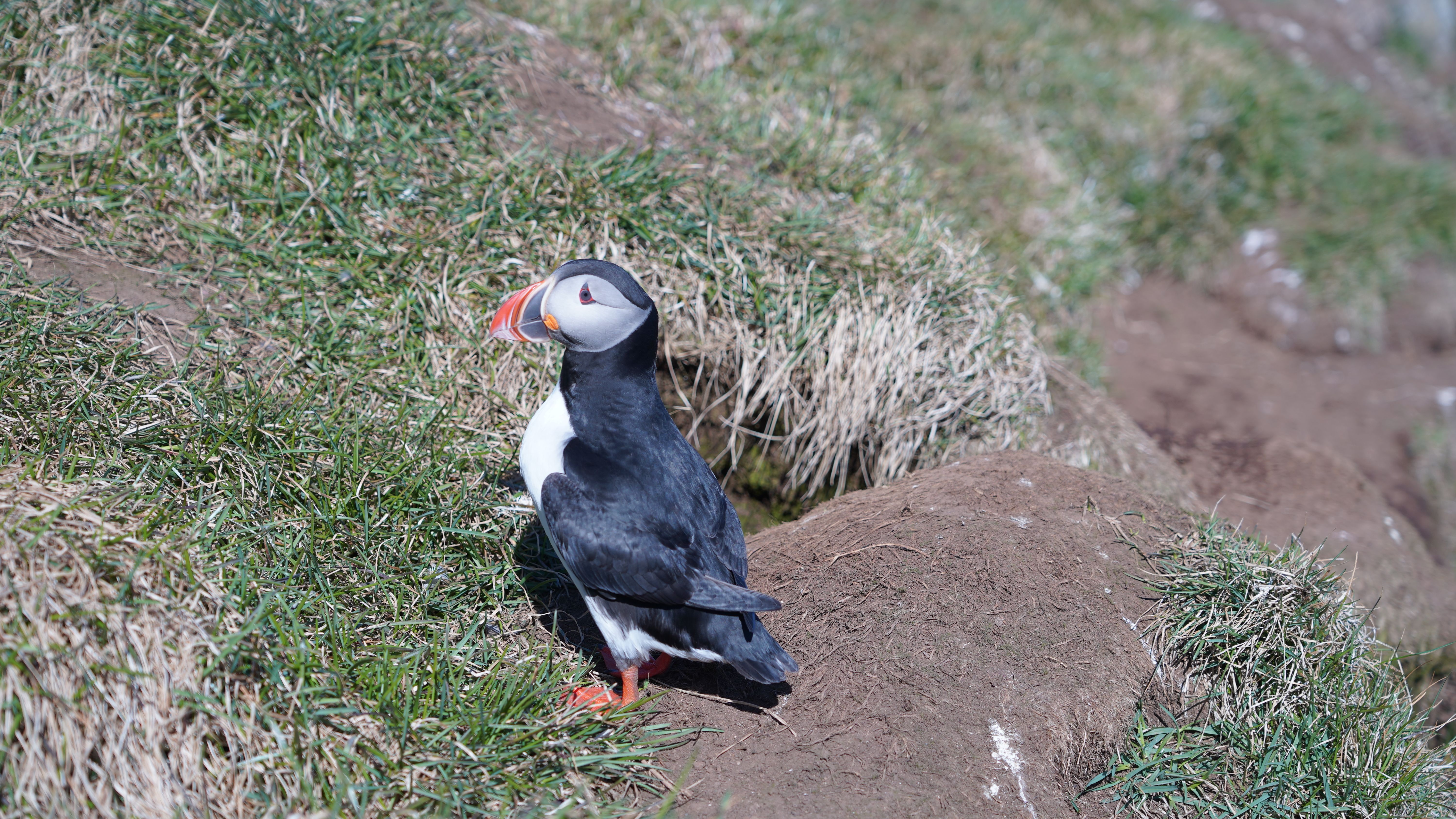 Fotomural Frailecillo atlántico de pie sobre acantilados cubiertos de hierba en Islandia en un día soleado.
