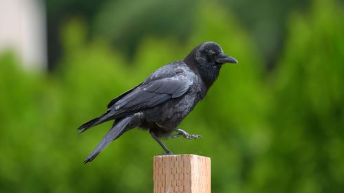 Free Close-up of an American crow perched on a post against a green background. Stock Photo