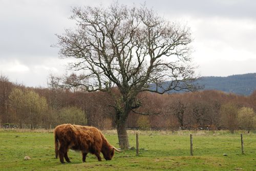 Free A Highland cow grazes peacefully under a large tree in Fort William, Scotland. Stock Photo