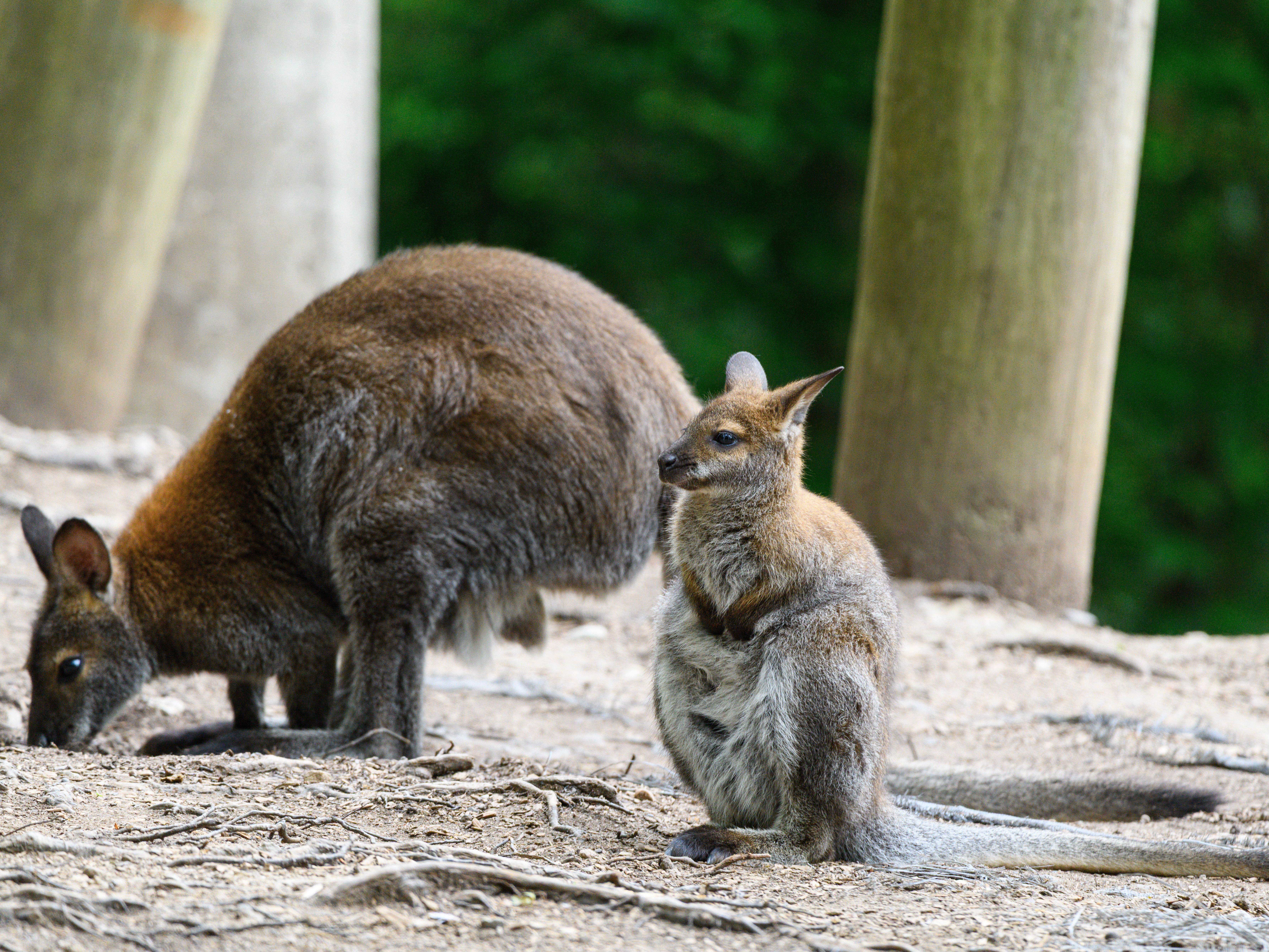 Tree Kangaroo Experience