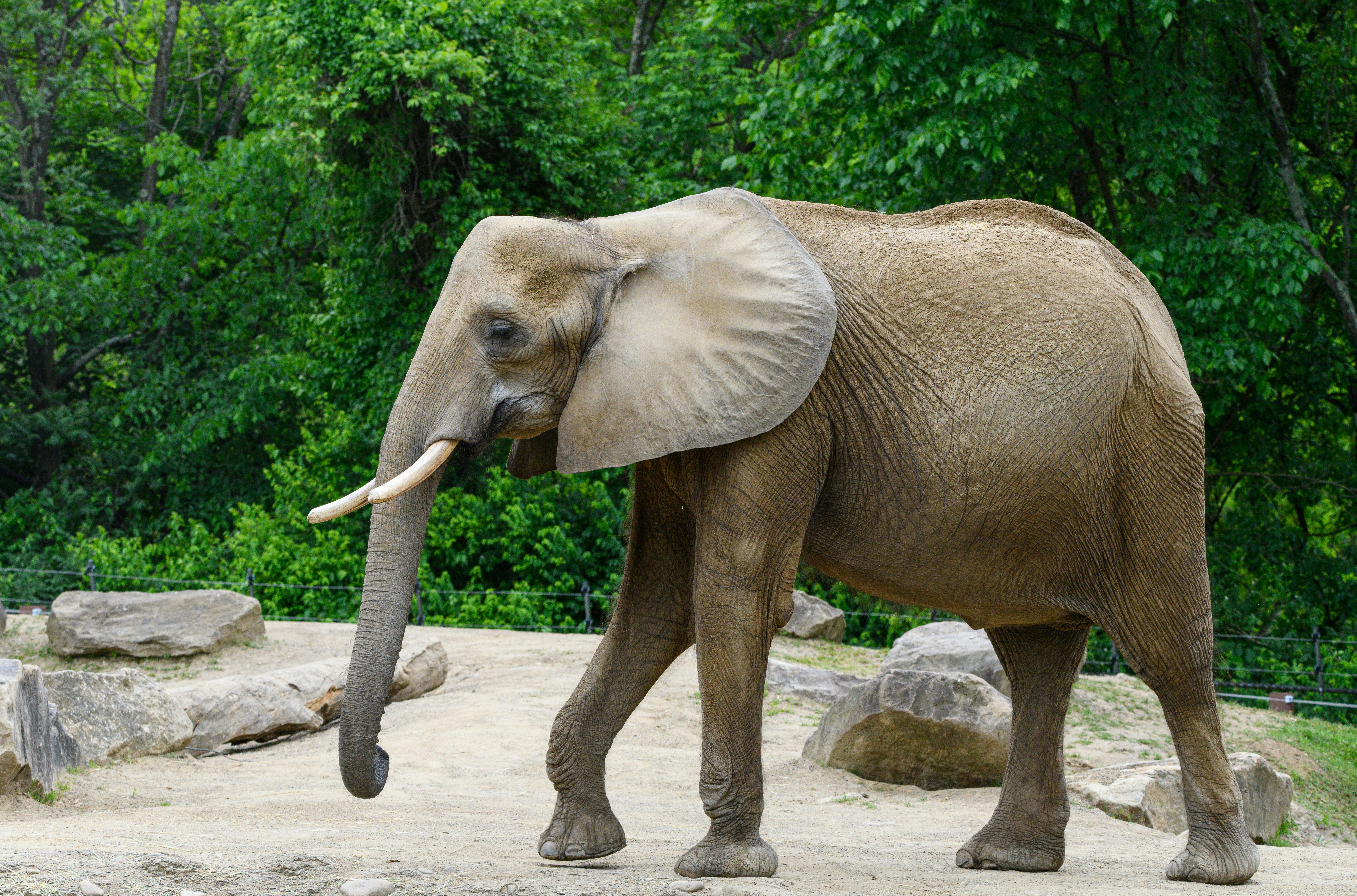 Smithsonian's National Zoo