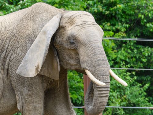 Free Detailed side view of an African elephant with tusks against a green forest background. Stock Photo
