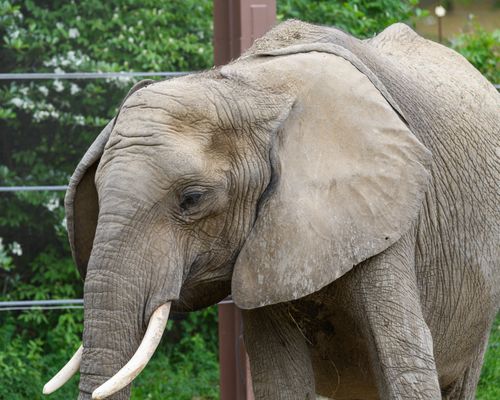 Free A detailed close-up of an African elephant with large tusks and wrinkled skin, surrounded by green foliage. Stock Photo