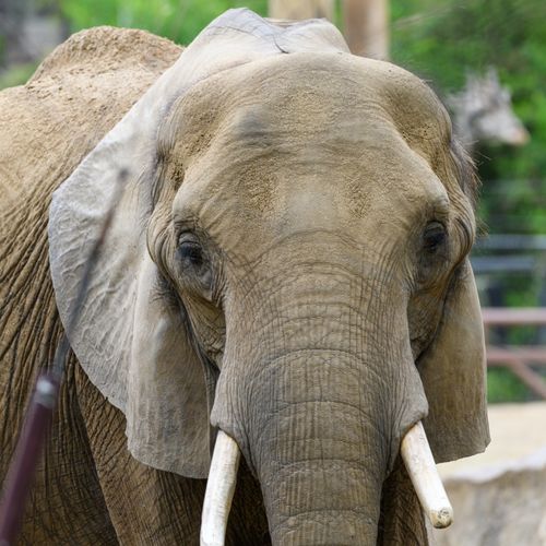 Free Detailed close-up of an African elephant showcasing its majestic features. Stock Photo