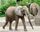 elephant walking