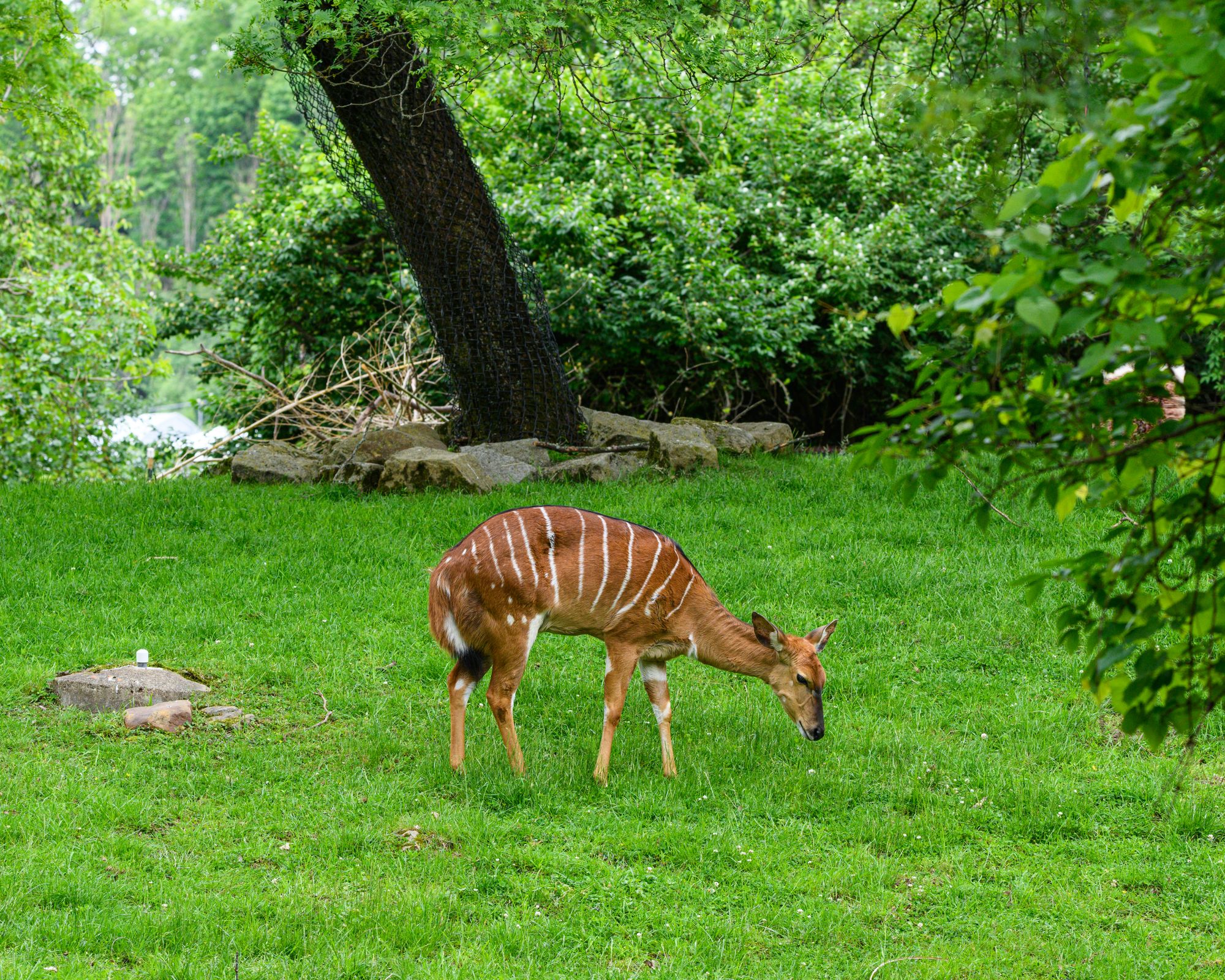 Nyala