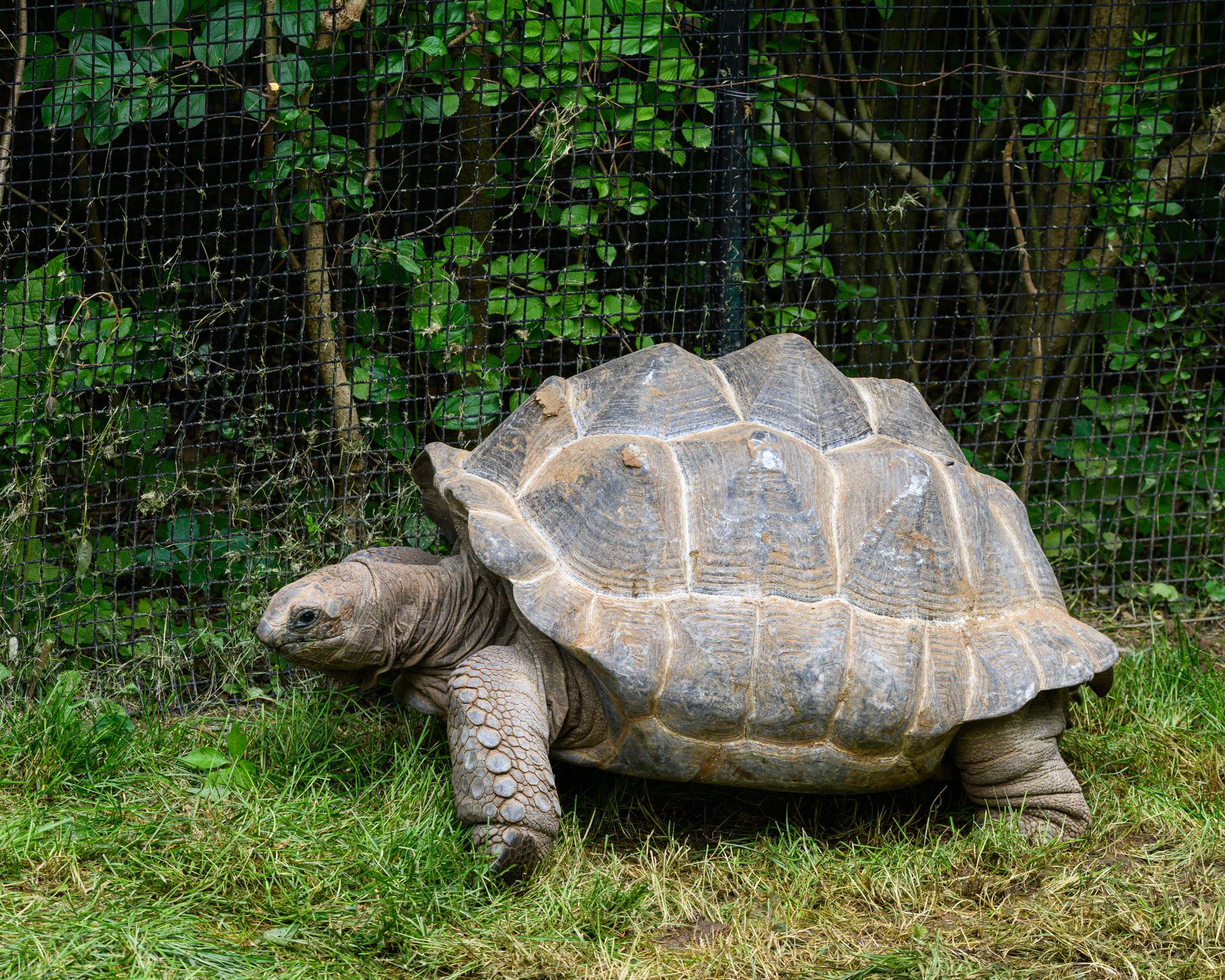 A giant tortoise in its outdoor enclosure, showcasing its impressive shell and natural habitat.