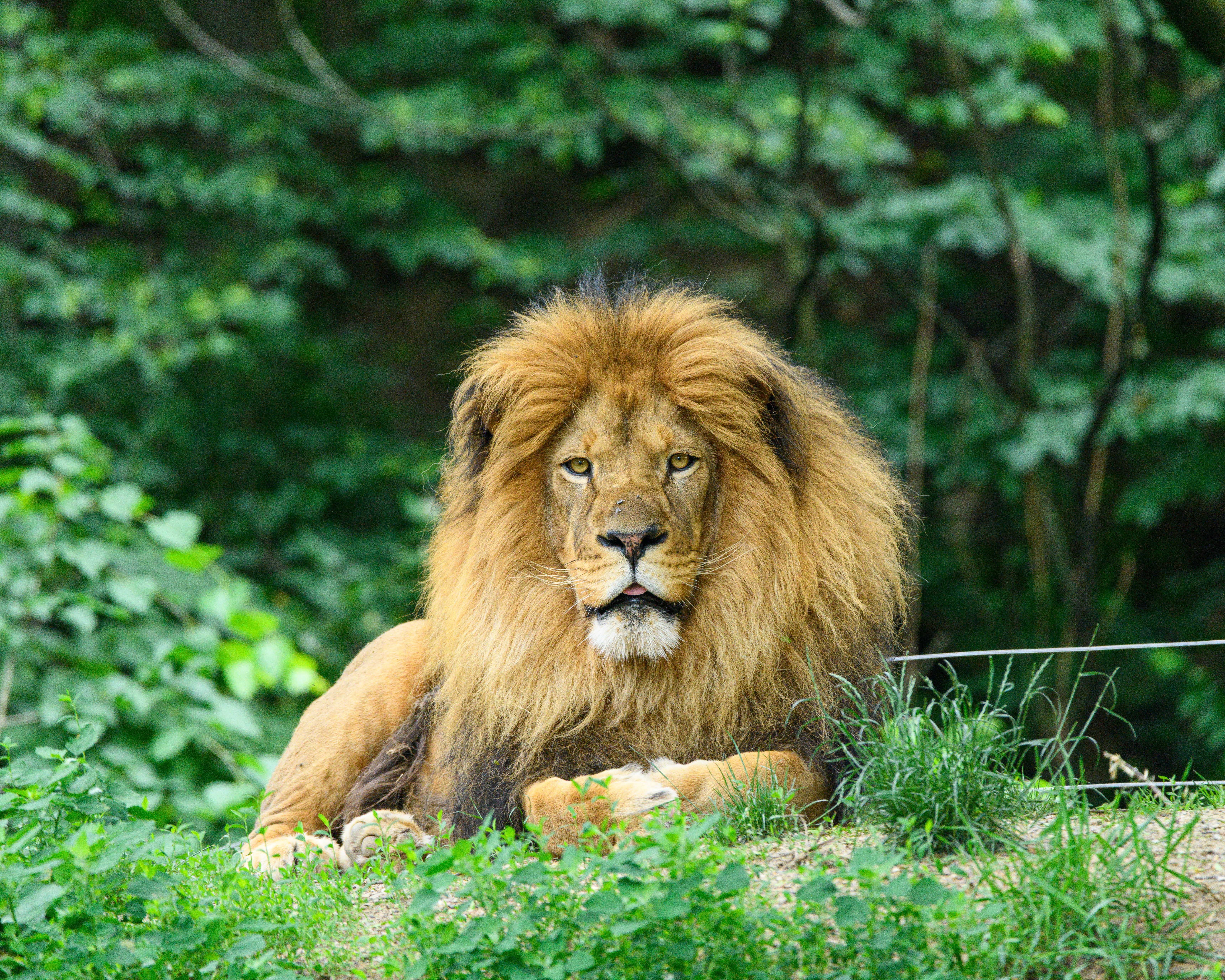 animals take longest mature