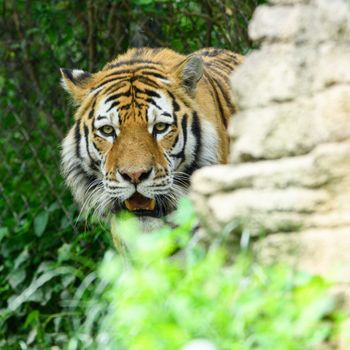 A majestic tiger peers through lush foliage, showcasing its wild beauty and powerful presence.