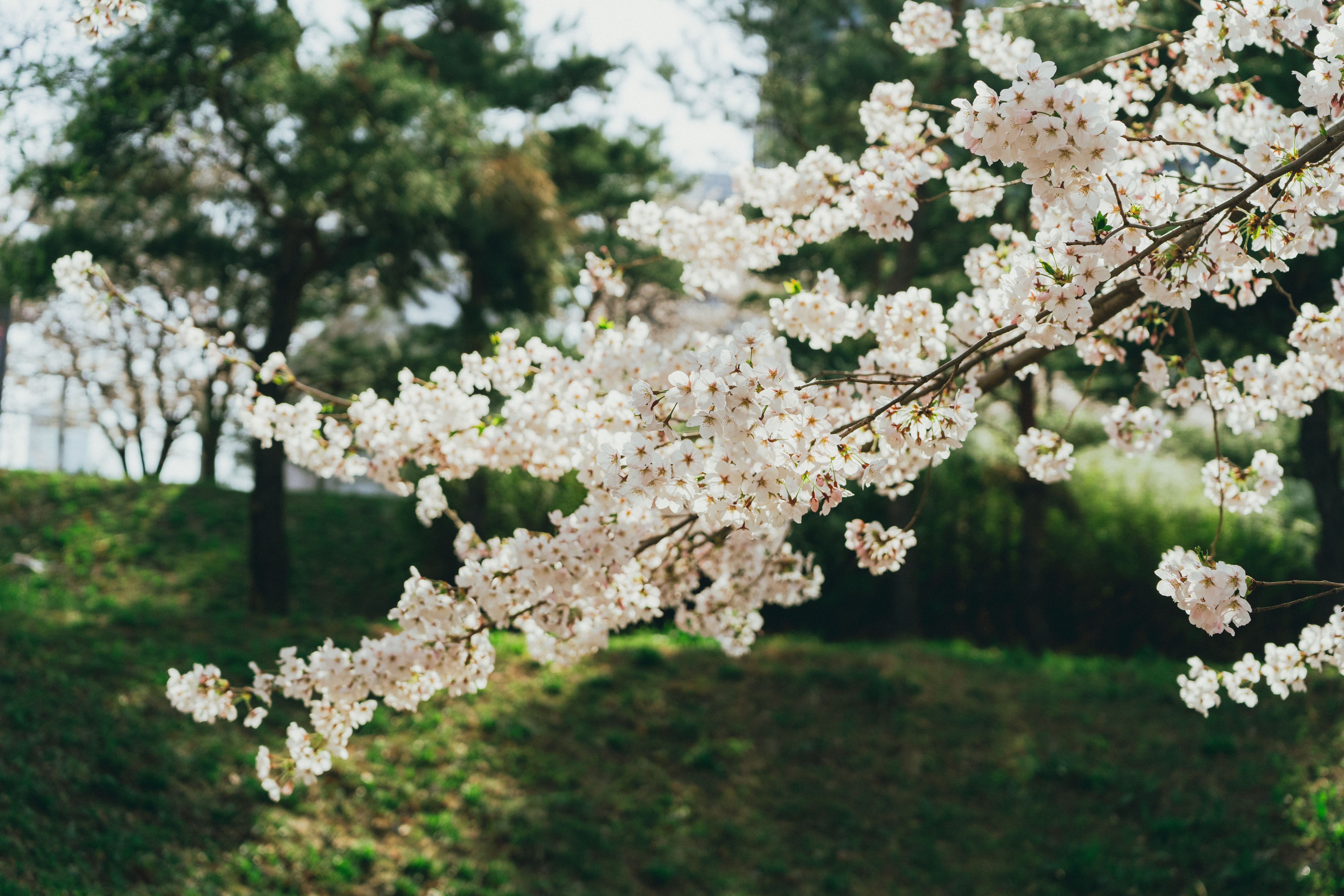 Beautiful cherry blossoms in full bloom during spring in a Seoul park.