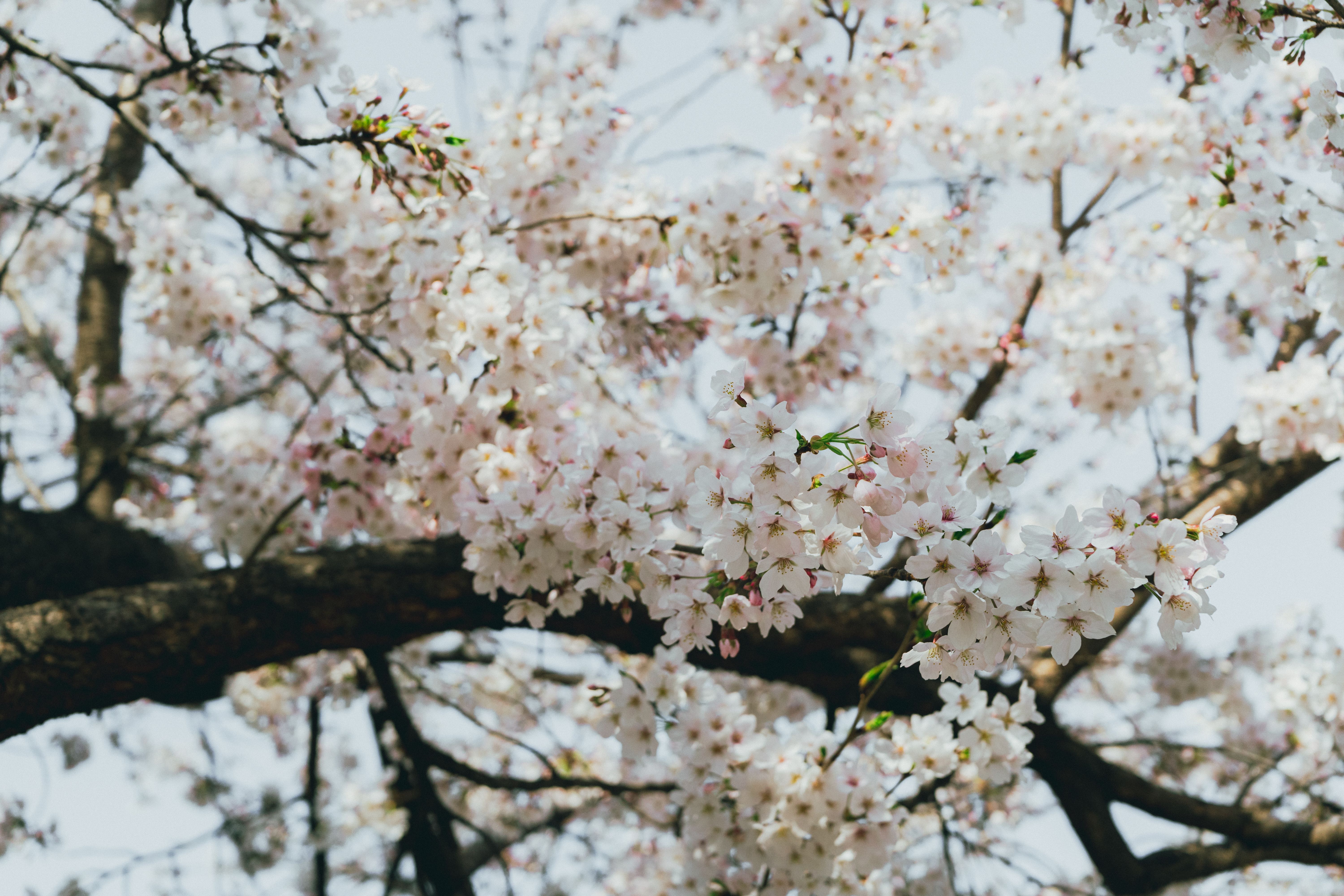 Beautiful cherry blossoms in full bloom, capturing the essence of spring in Seoul, Korea.