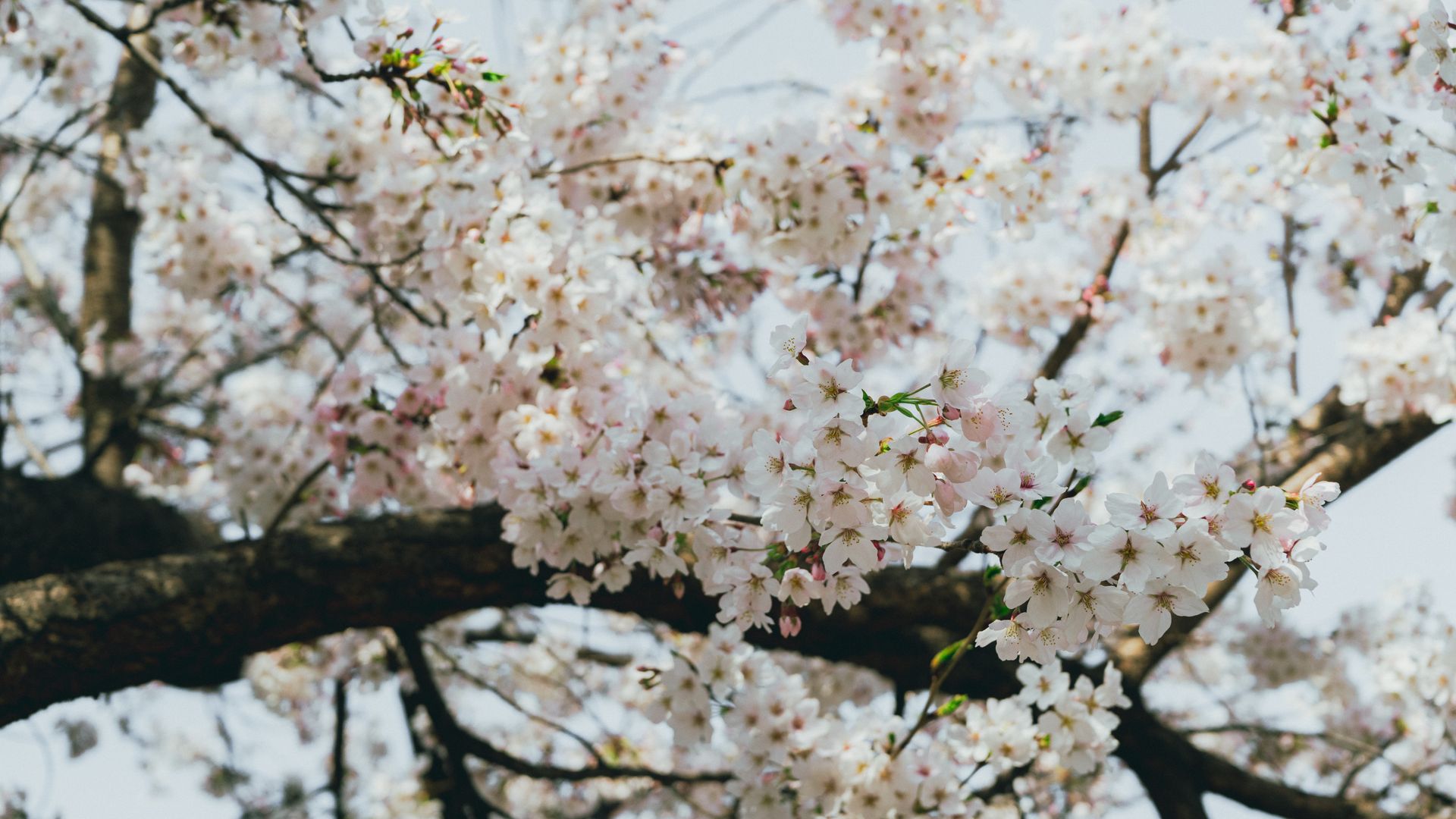 Bunga sakura putih di Seoul sebagai alternatif suasana Yeouido Cherry Blossom Festival pada musim semi