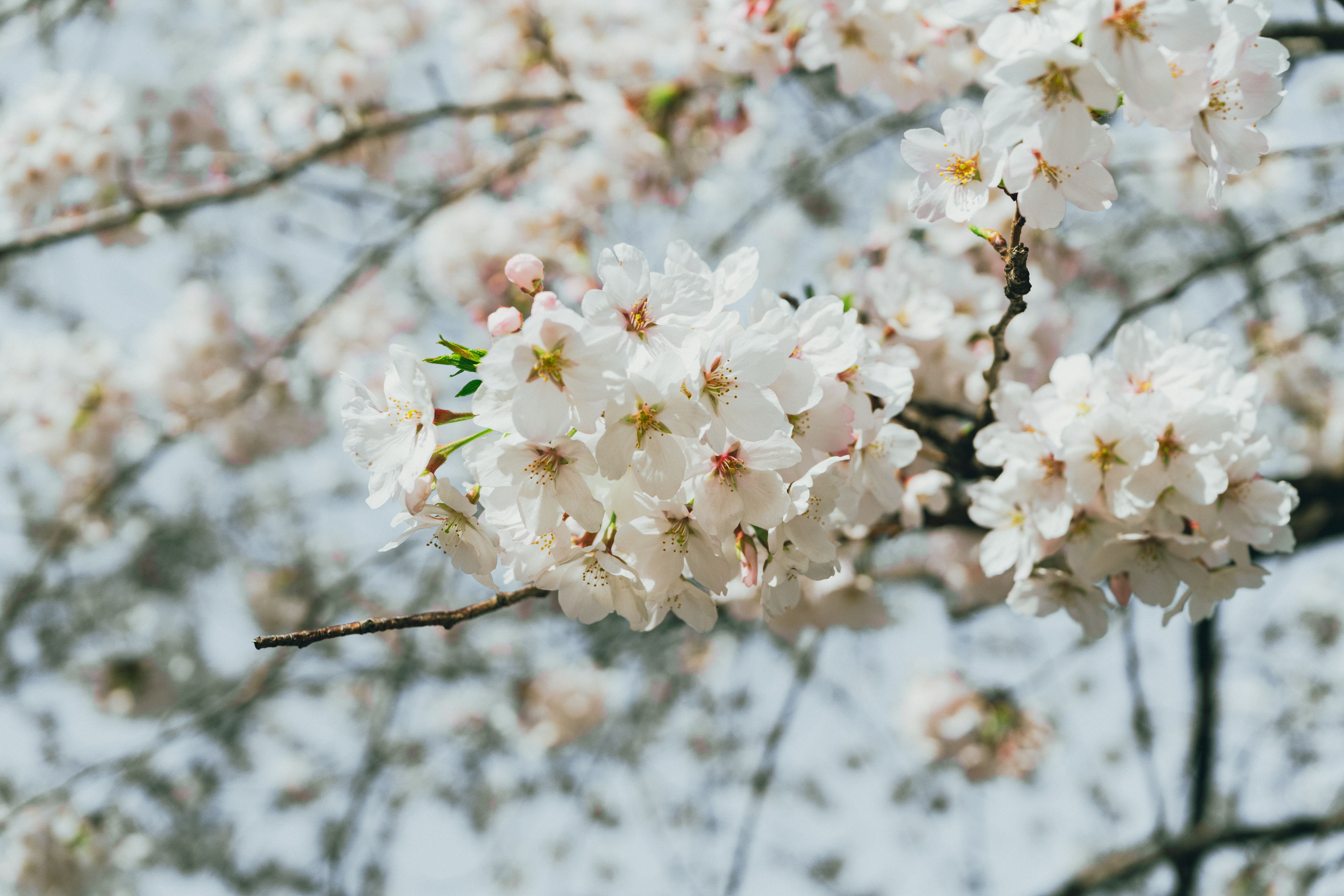 Beautiful cherry blossoms in full bloom during spring in Seoul, South Korea.