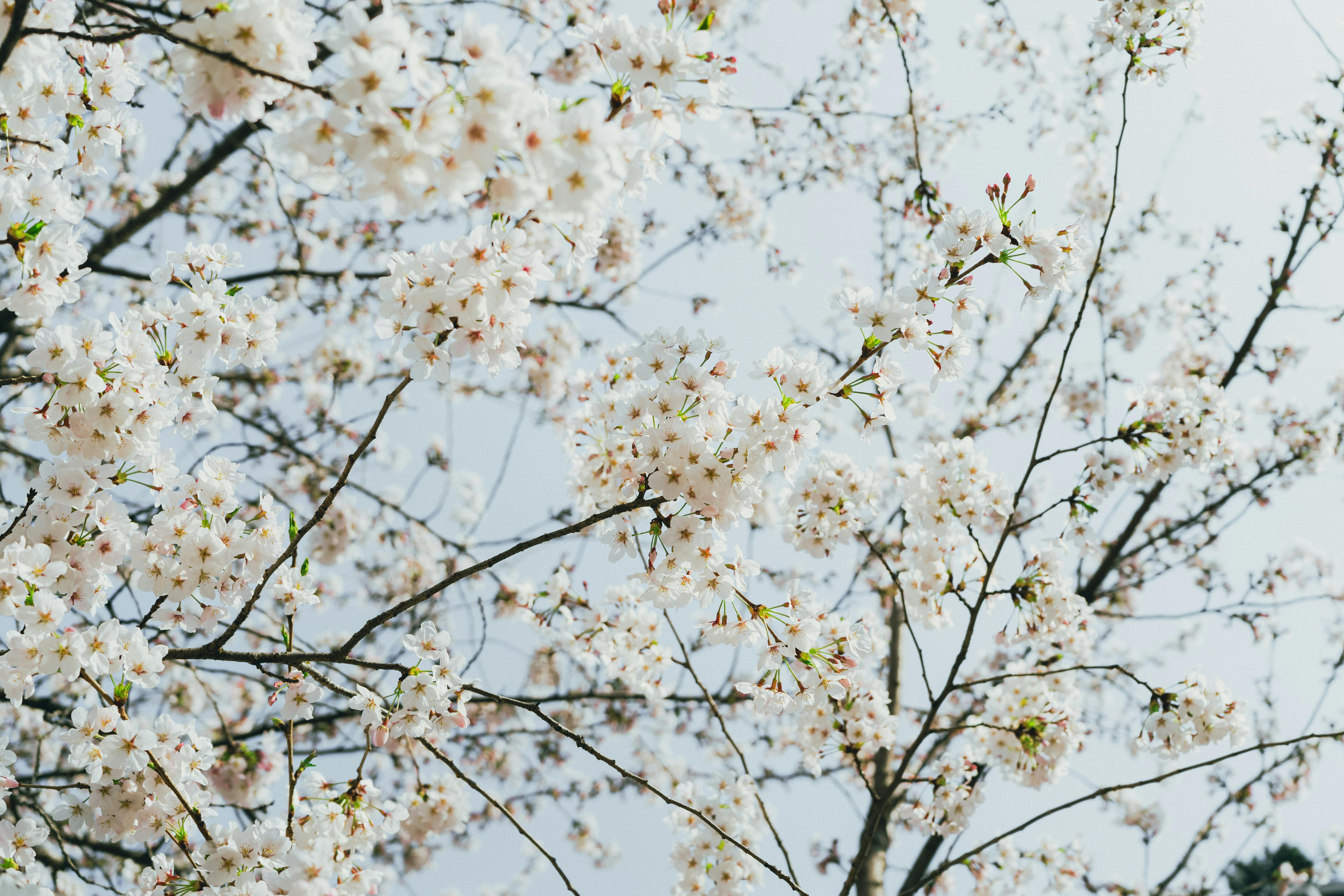 Capture the delicate beauty of cherry blossoms in Seoul, South Korea during springtime.