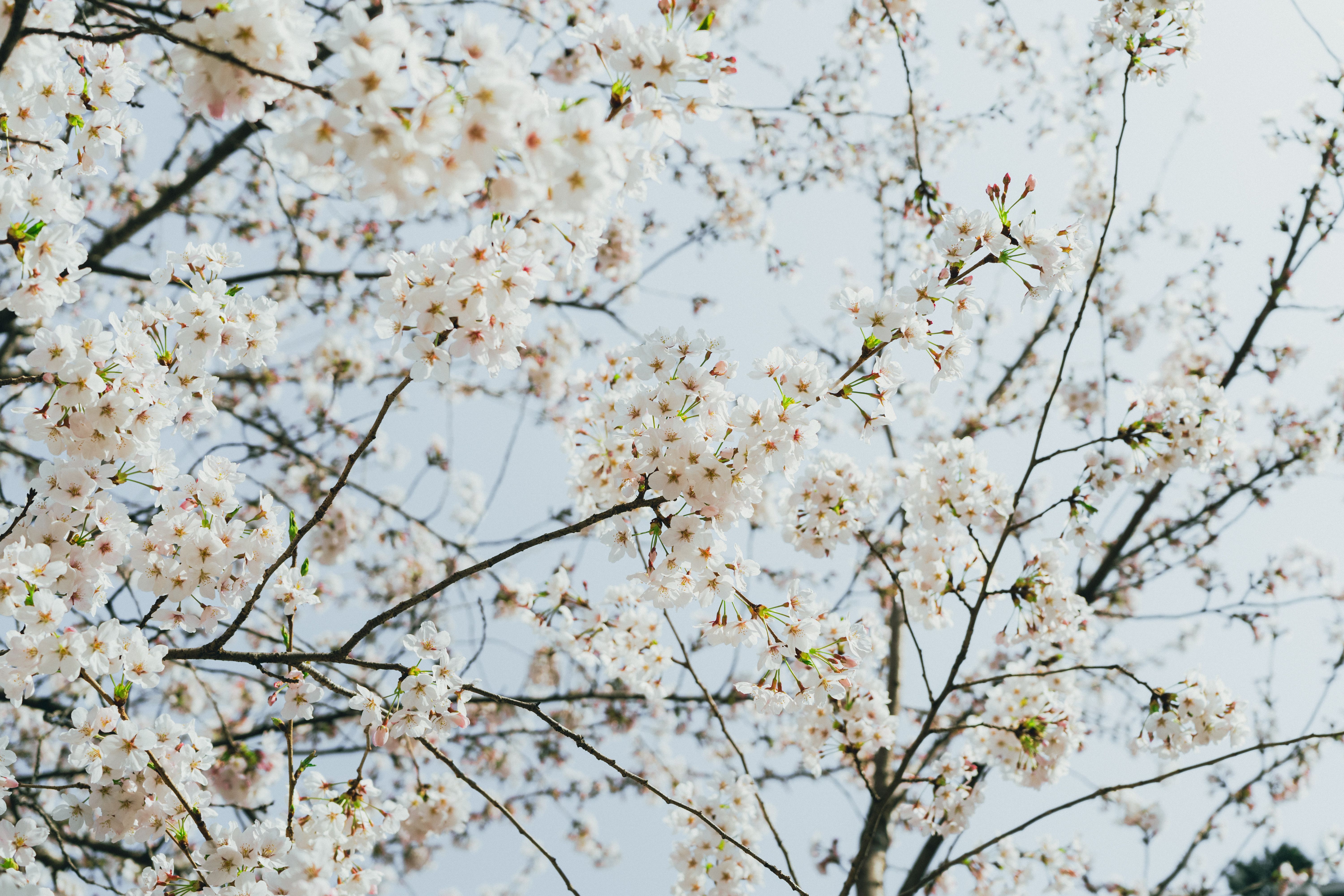 May flowers wallpaper photos download the best free may flowers
