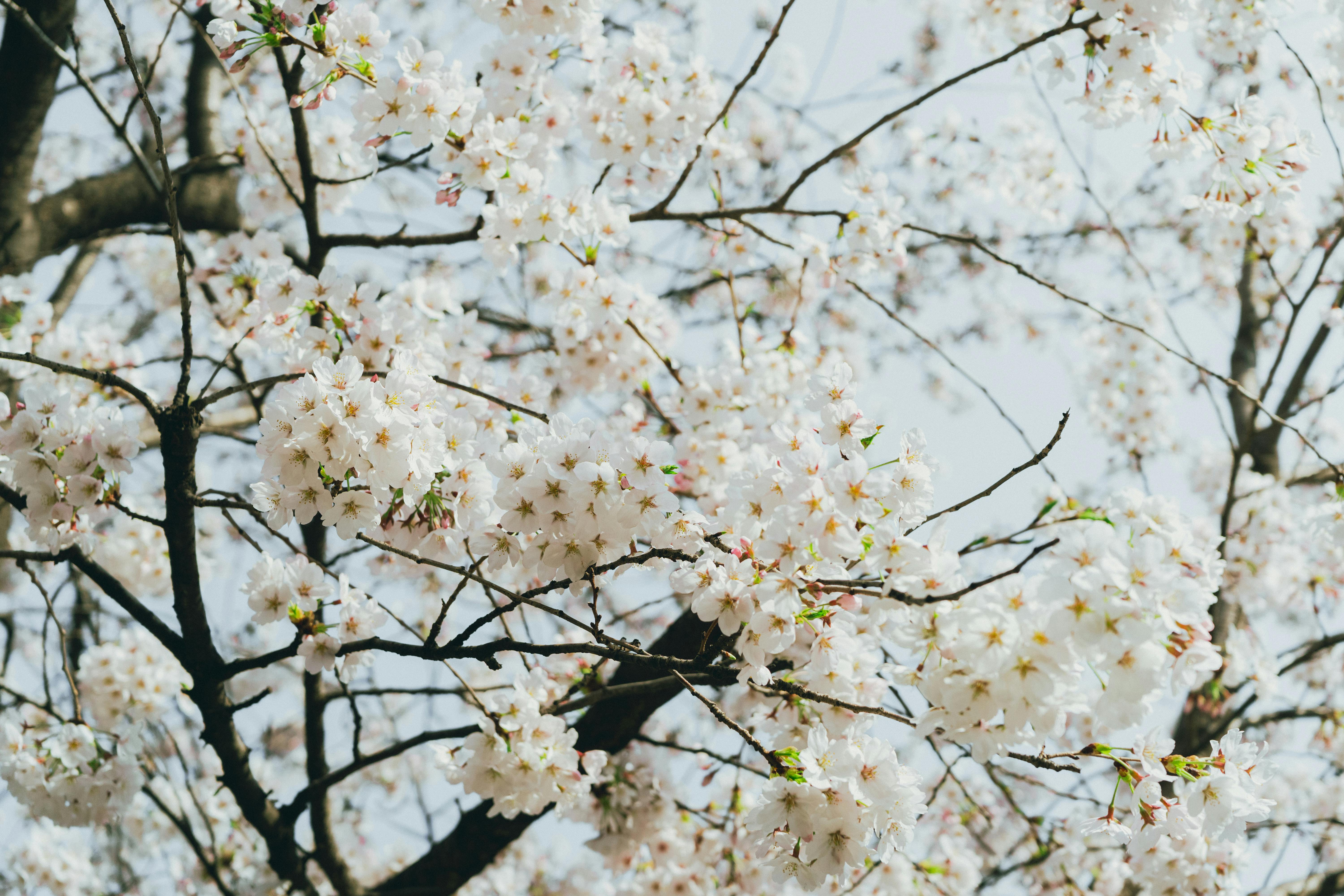 Beautiful cherry blossoms in full bloom, showcasing the essence of spring in Seoul, South Korea.