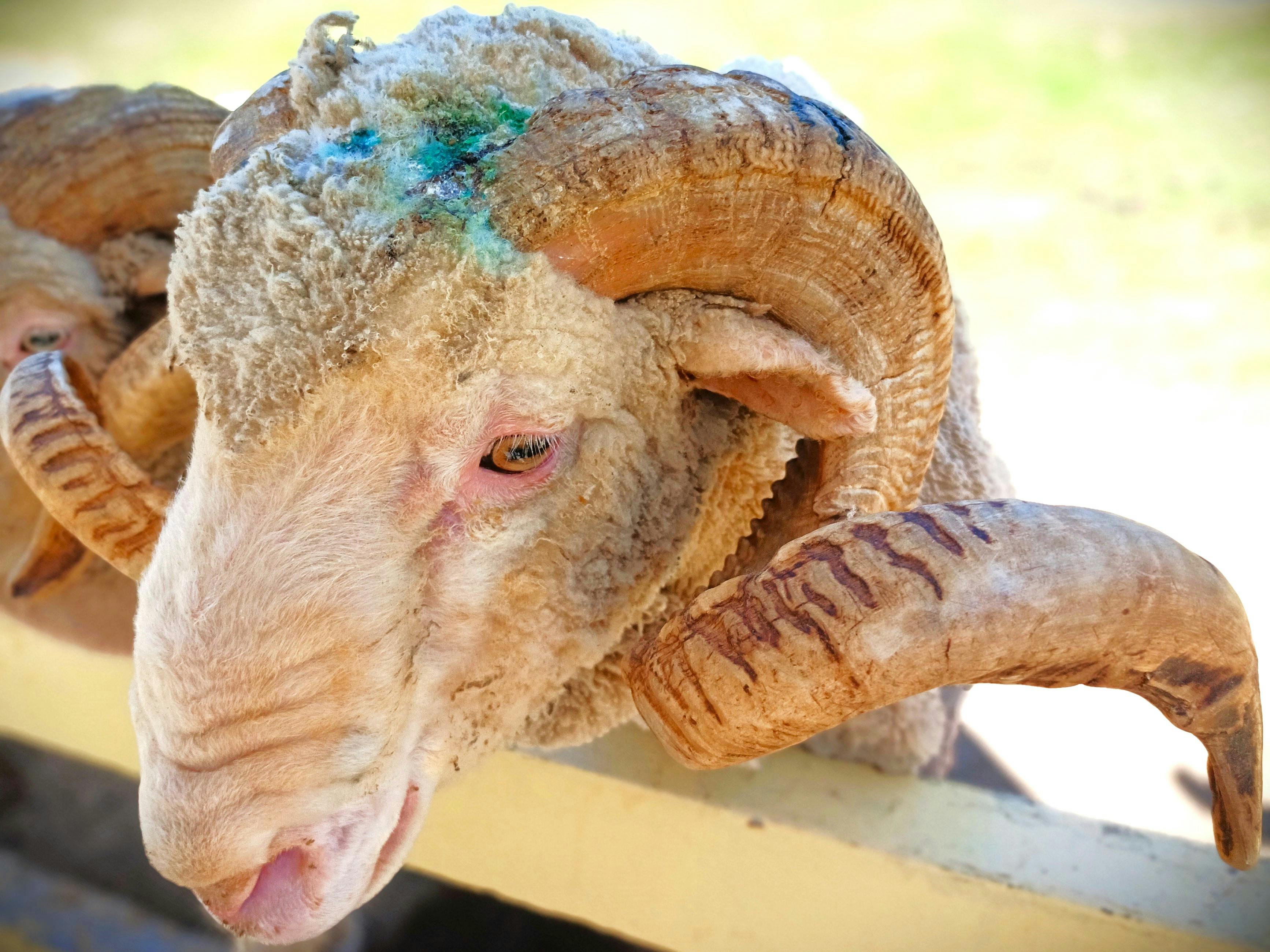 Gratuit Gros plan d'un bélier (Ovis aries) aux cornes finement courbées, à l'extérieur en Thaïlande. Photos
