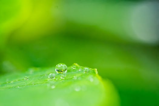 Macro shot capturing a dew droplet delicately resting on a vibrant green leaf, showcasing nature's beauty.