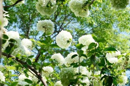 Free Beautiful white hydrangeas bloom in a lush green garden under bright sunlight. Stock Photo